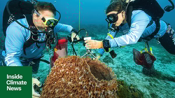 The race to engineer coral reef solutions in the USVI