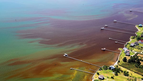 Busting myths about harmful algal blooms