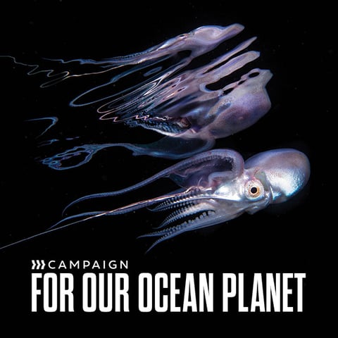 Join the Campaign for Our Ocean Planet