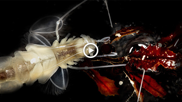 Rarely seen deep-sea isopod caught munching seaweed