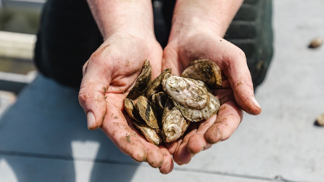 Two open hands, out-stretched holding oysters.