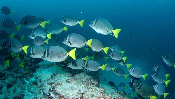 Did you know: How do fish swim in schools?