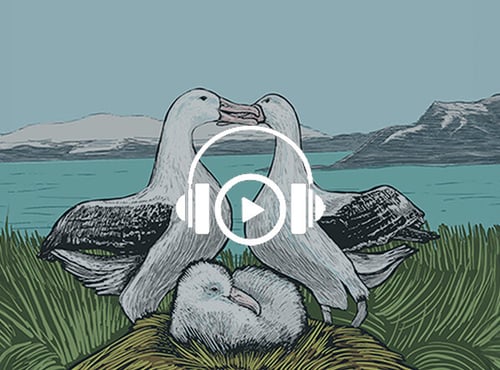 Listen to Antarctic Bestiary Pt. 1: Albatrosses of the open sea