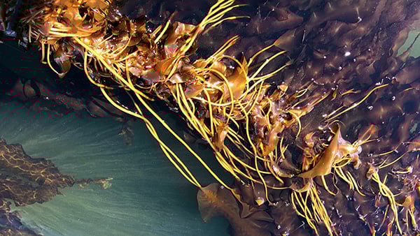 New global efforts to map and monitor kelp forests