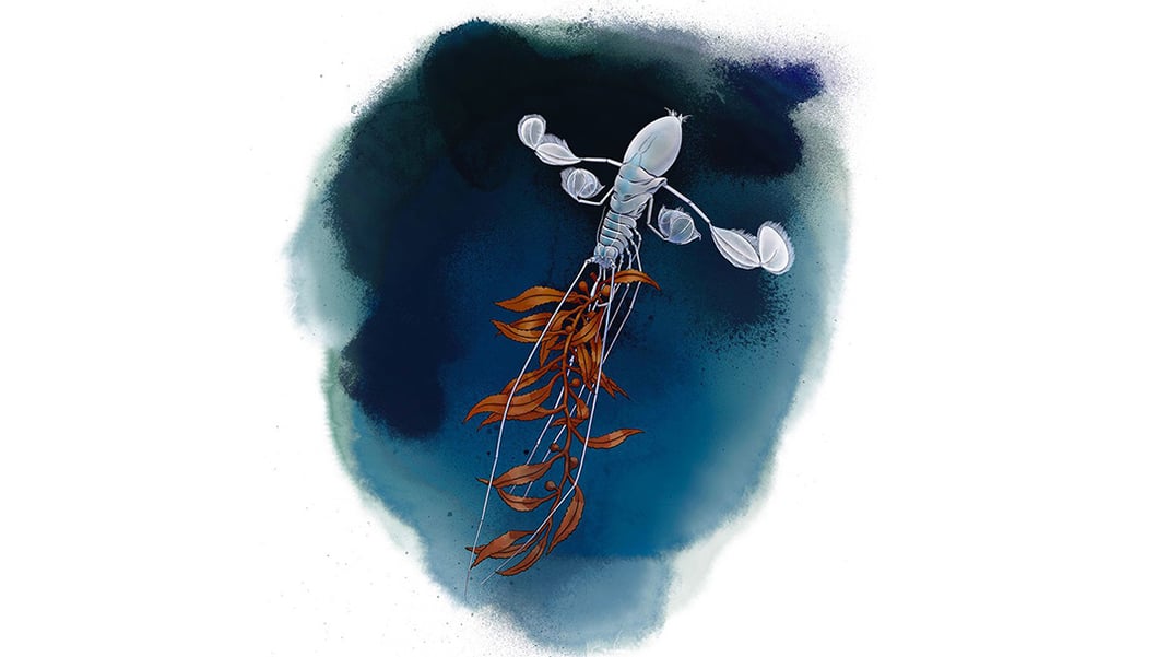 An illustration showing a cricket-like isopod with four, paddle-like appendages and several sets of long antenna, drags a piece of seaweed upward with its mouth. Illustration by Charin Park.