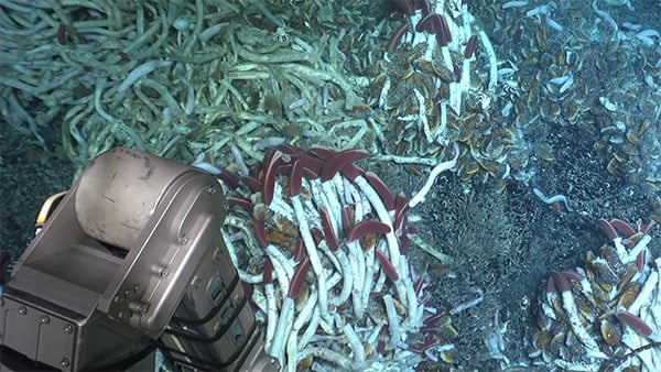 Scientists in HOV Alvin witness seafloor eruption