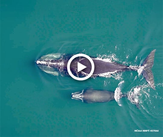 Video: It's Right Whale Day in MA!