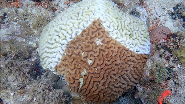 An early-warning system for coral disease