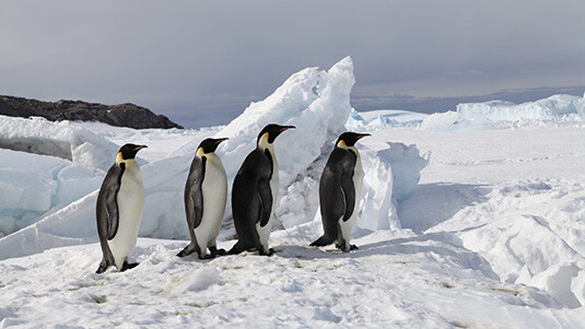 New Study Calls for Uplisting Emperor Penguins to Threatened on IUCN Red List