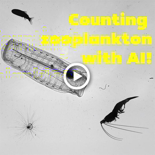 Watch: Counting the tiniest animals in the ocean