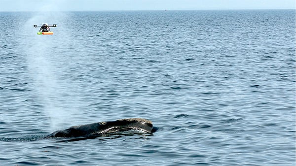 What's in whale spit?