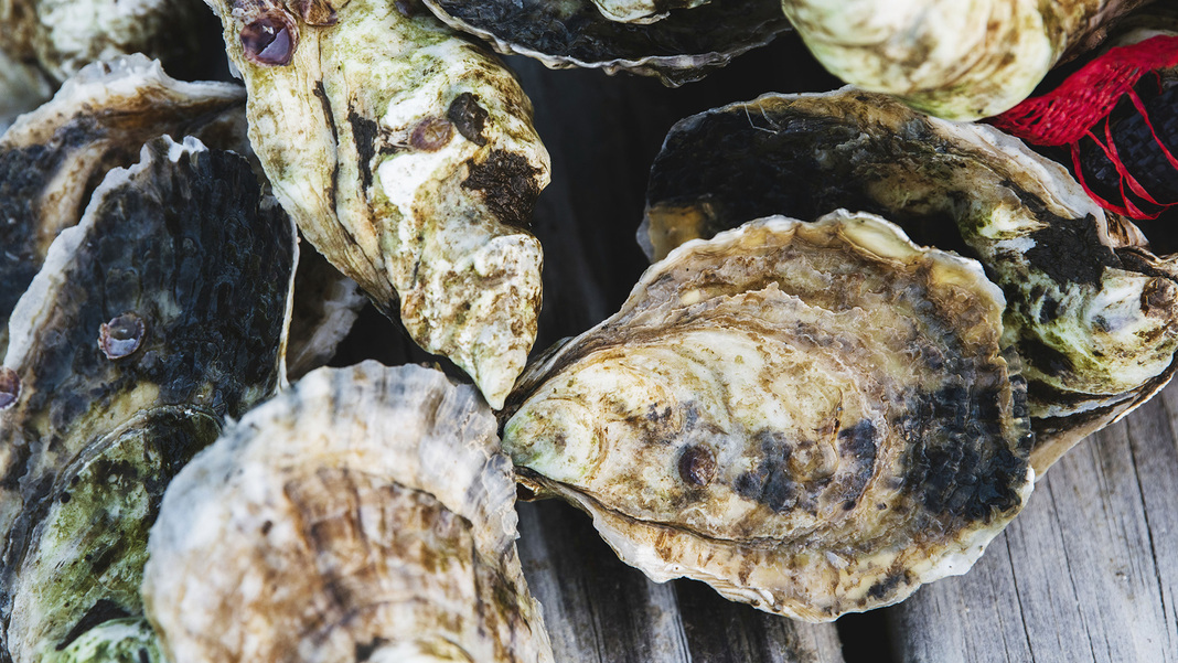 A close-up of oyster shells on a dock.