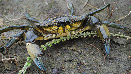 Researchers to map genome of invasive green crab