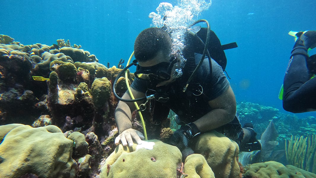 WHOI research assistant Evii Tong scuba dives above a patch of reef. He is gently touching a hard coral.