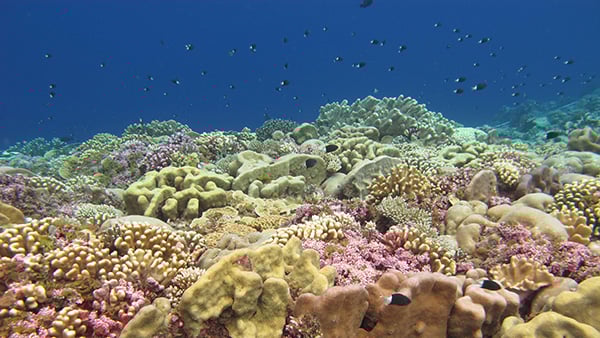 Seawater microbes are a powerful tool for diagnosing coral reef health