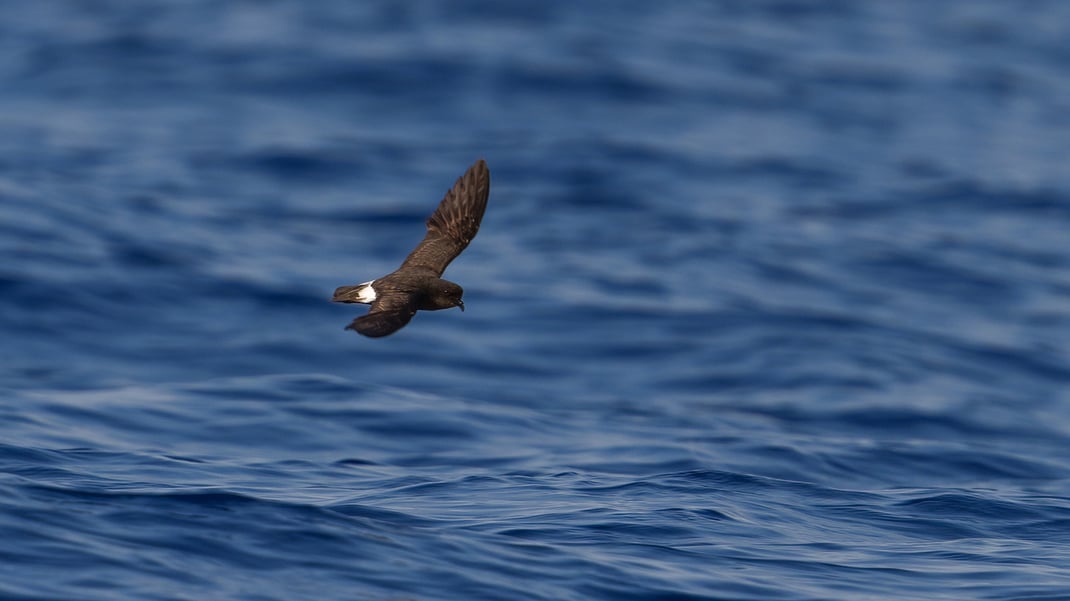 A petrel flies left to right close to the sea surface.
