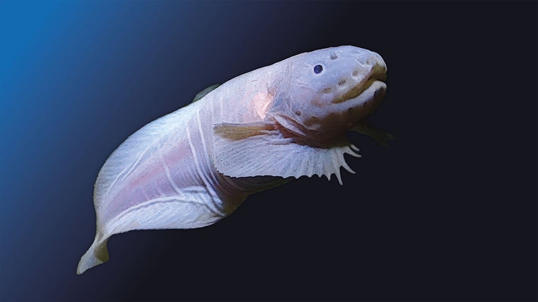 A picture of a hadal snailfish: a ghostly-white fish with a tadpole-like tale, a face like an axolotl, and a set of ribbed pectoral fins