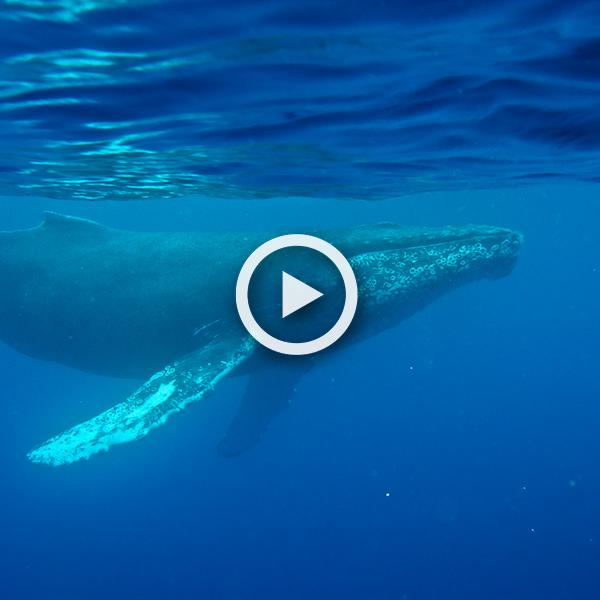 A humpback whale swims from left to right. A white play button.