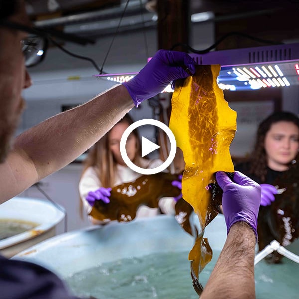 A scientist inspects a piece of flat sugar kelp, holding it above a circular tank with two scientists in the background.