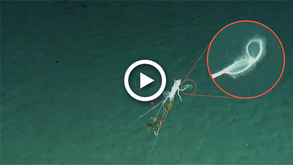 LFI 1YT_ThumbNails-1