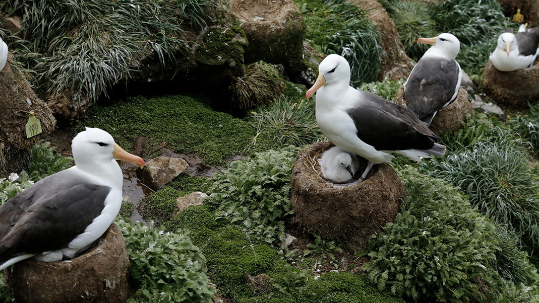 Black-browed albatrosses nest on a grassy cliffside.