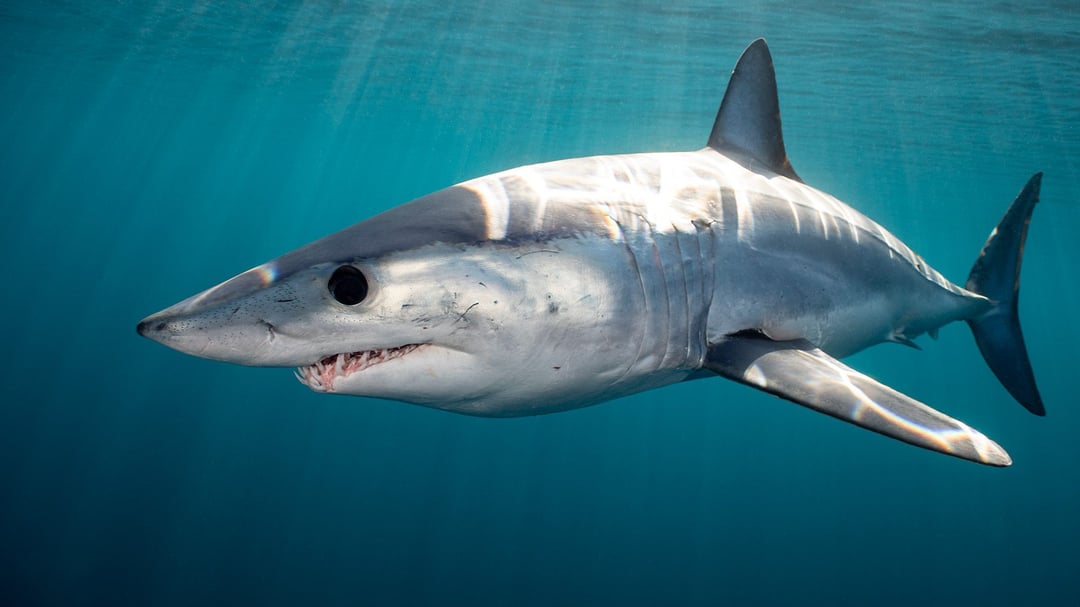 Mako-1-2021-CAMRIN-BRAUN