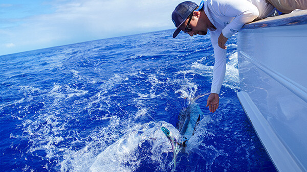 Tracking big fish at fine scales
