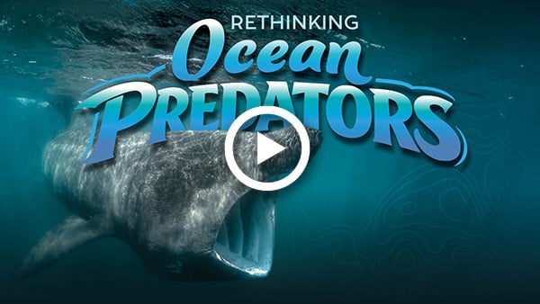 Watch the latest Ocean Encounters: "Ocean Predators"