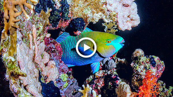 OceanImageBank_CinziaOseleBismarck_30