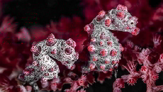 Two sea pygmy horses wrap their tails around pink bubble-gum coral