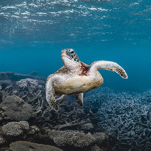 A sea turtle swims above a coral reef