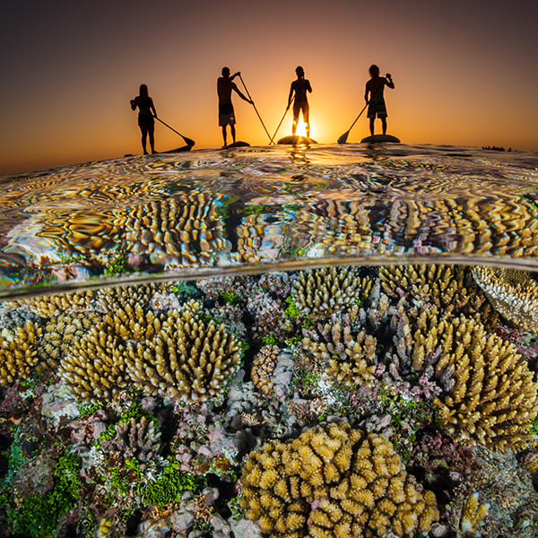 In the top third of the image are silhouettes of three paddleboarders with a fading sunset behind them. In the foreground, a split shot above and below the waterline with thriving coral patches below.