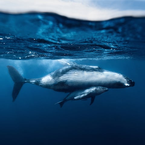 A humpback whale and her calf swim near the surface of the ocean. A mist of small bubbles dissipates above them.
