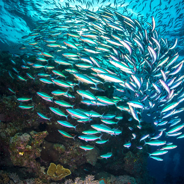 A school of fish wrap around a coral reef.