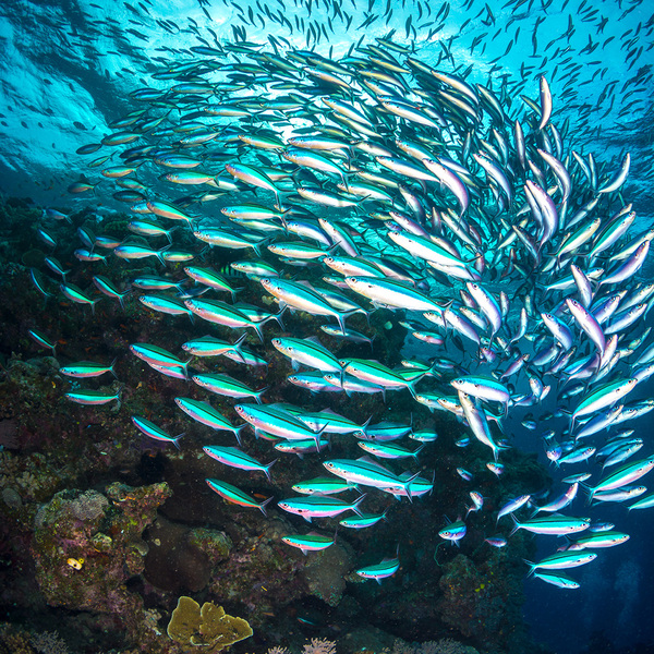 A school of fish wrap around a deep coral reef.