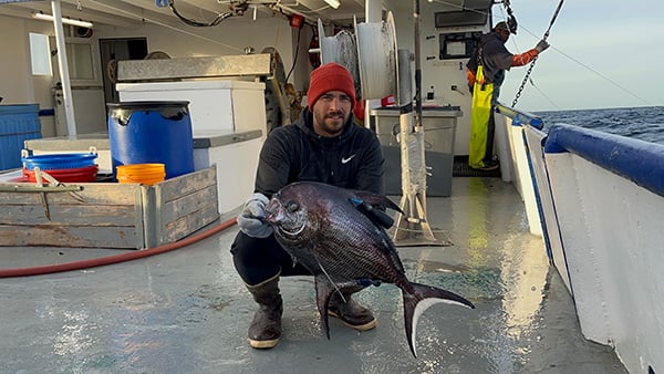 Bigscale pomfret are an ocean enigma