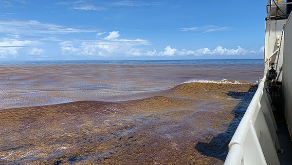 The economic impact of Sargassum