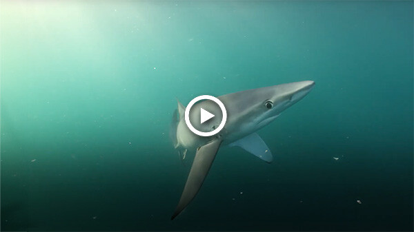 Screenshot 2024-06-19 at 9.42.22 PM