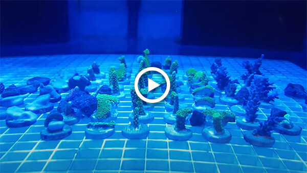 Can multivitamins help save coral reefs?