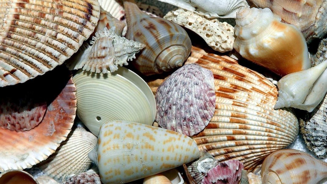 Did you know: How are seashells made?