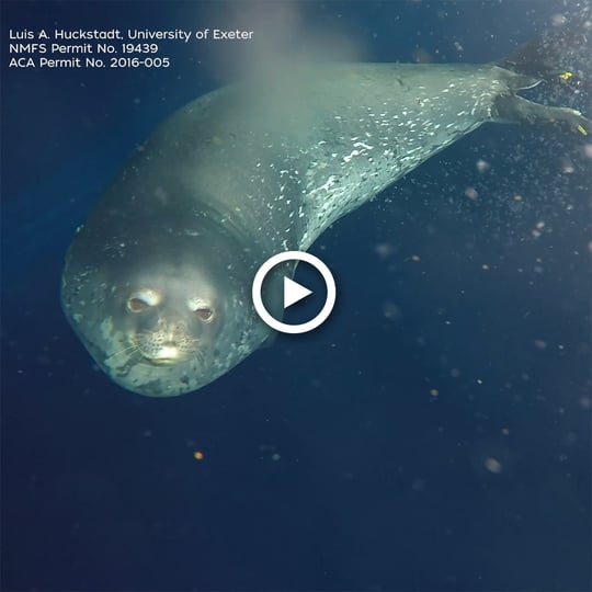 A Weddell seal swims beneath the Antarctic ice, flippers tucked in and tail fluttering around a small trail of bubbles.  