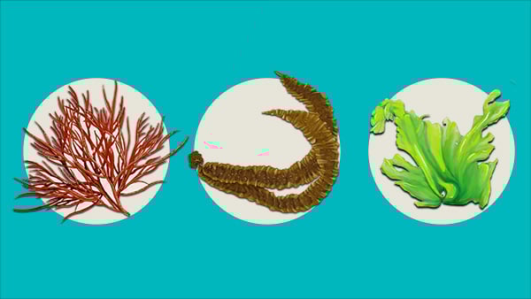 Edible seaweed downloadable guide