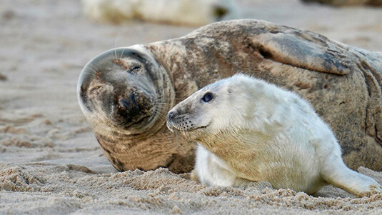 Studying How Seals Adapt to Extreme Environments Could Lead to Benefits in Human Reproductive Health