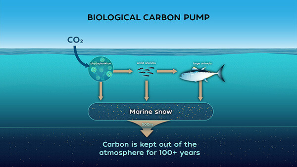 WHOI Ocean Topic: What is the biological carbon pump?
