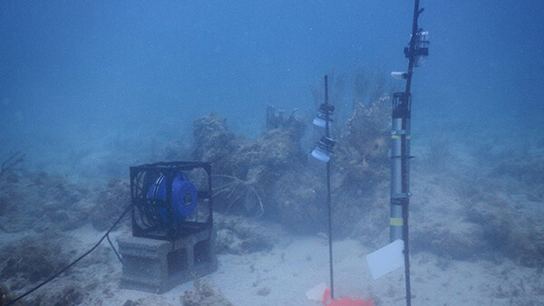 Acoustic enhancement as a reef restoration method