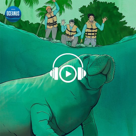 Listen to Oceanus Podcast: Saving Tico