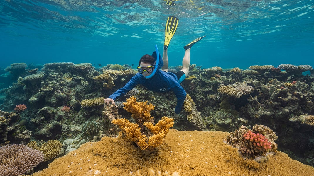 A snorkeler in shorts, fins, and a long-sleeve sun shirt, hovers over a large outcrop of coral, not far from the surface.