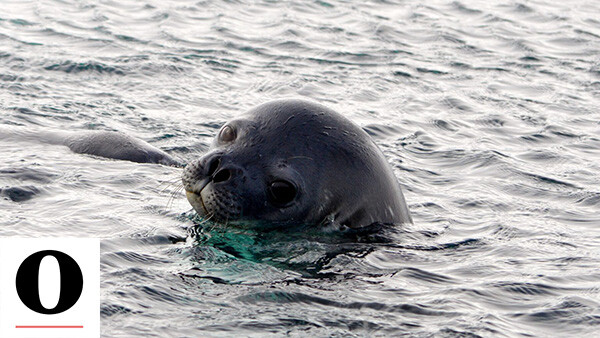 Weddell seals time their most extreme dives