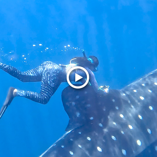PhD student Jaida Elcock attaches a tag to the dorsal fin of a whale shark. She is wearing a dive skin rash guard with a whale shark pattern on it.