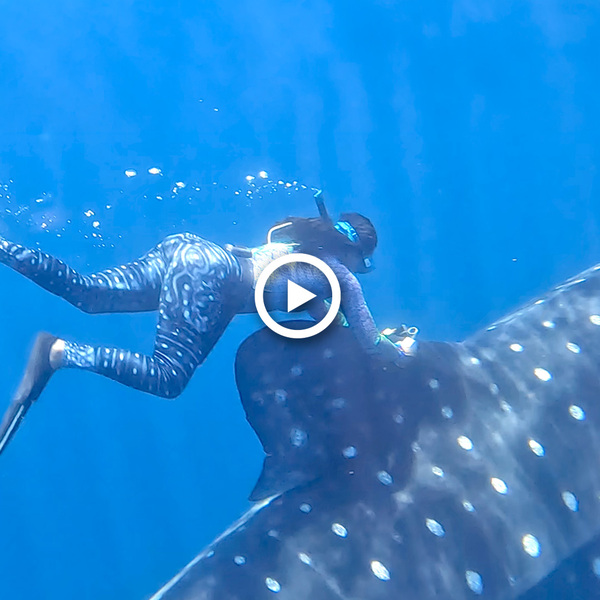 PhD student Jaida Elcock attaches a tag to the dorsal fin of a whale shark. She is wearing a dive skin rash guard with a whale shark pattern on it.
